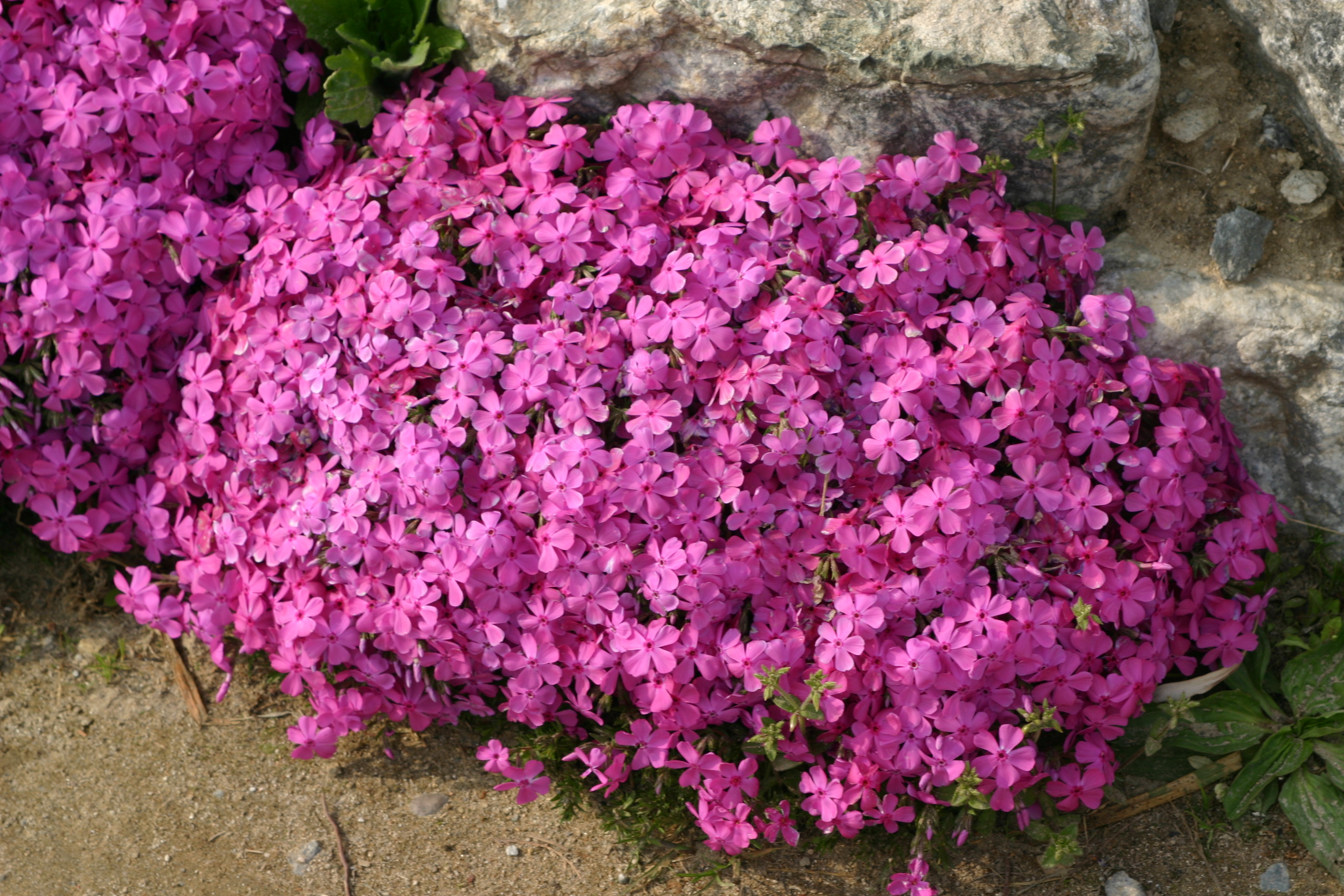 Phlox subulata ‘McDaniel’s Cushion’